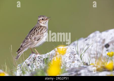 Waldlerche (Lullula arborea), Seitenansicht eines Erwachsenen, der auf einem Felsen steht, Kampanien, Italien Stockfoto