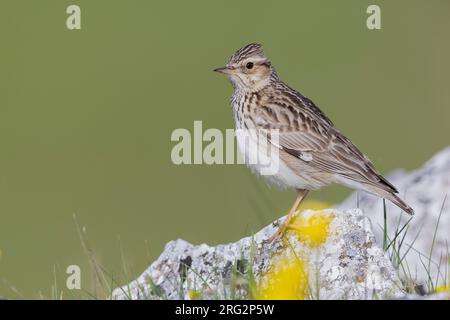 Waldlerche (Lullula arborea), Seitenansicht eines Erwachsenen, der auf einem Felsen steht, Kampanien, Italien Stockfoto