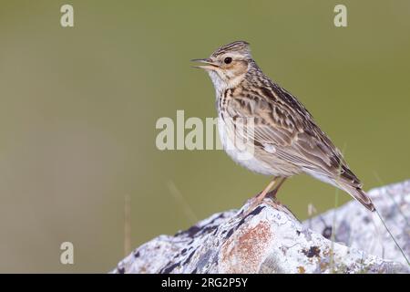 Waldlerche (Lullula arborea), Seitenansicht eines Erwachsenen, der auf einem Felsen steht, Kampanien, Italien Stockfoto