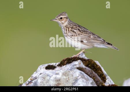 Waldlerche (Lullula arborea), Seitenansicht eines Erwachsenen, der auf einem Felsen steht, Kampanien, Italien Stockfoto