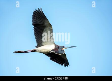 Erwachsener Dreifarbiger Heron (Egretta Tricolor) in Zuchthupferen in Palm Beach County, Florida, USA. Früher bekannt als der Loui Stockfoto