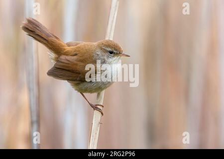 Cetti's Warbler, Cettia cetti, in Italien. Hoch oben auf einem Zweig. Stockfoto