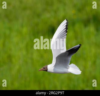 Gemeine Schwarzkopfmöwe (Chroicocephalus ridibundus) in den Niederlanden. Stockfoto