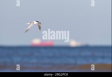 Sandwichtannen (Thalasseus sandvicensis), die entlang der Küste von Katwijk, Niederlande, fliegen. Mit einem Fisch im Schnabel. Große Schiffe liegen im Hintergrat Stockfoto