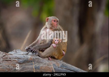 Ein Rhesus-Makaken-Affe, Macaca mulatta, mit ihrem Neugeborenen im indischen Bandhavgarh-Nationalpark. Madhya Pradesh, Indien. Stockfoto