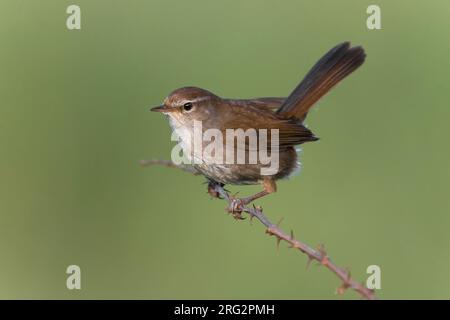 Cetti's Warbler, Cettia cetti, hoch oben auf einem Zweig in Italien. Stockfoto