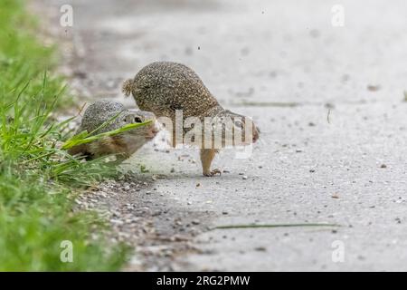 Ein erwachsenes Paar aus der europäischen Souslik (Spermophilus citellus), das sich gegenseitig in Blumengärten Hirschstetten, Wien, Österreich, verfolgt. Stockfoto