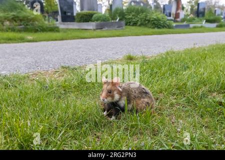 Erwachsener Hamster (Cricetus cricetus) in Friedhof Wien Meidling, Wien, Osterreich. Stockfoto