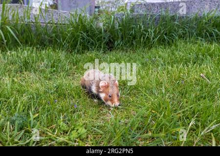 Erwachsener Hamster (Cricetus cricetus) in Friedhof Wien Meidling, Wien, Osterreich. Stockfoto