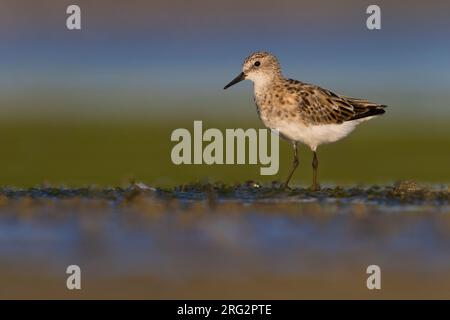 Kleiner Stint, Calidris minuta, steht im flachen Wasser in Italien. Stockfoto