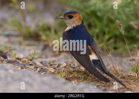 Roodstuitzwaluw zittend volwassen Op de grond, Red-rumped Swallow Erwachsenen auf dem Boden gehockt Stockfoto