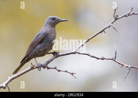 Erwachsene Frau Blue Rock Thrush (Monticola solitarius) in Italien. Stockfoto