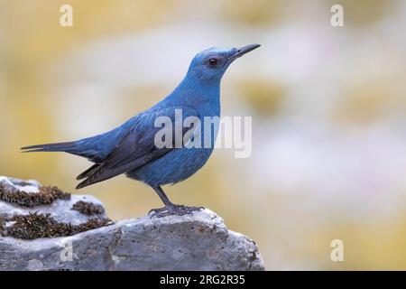 Erwachsener männlicher Blue Rock Thrush (Monticola solitarius) in Italien. Stockfoto