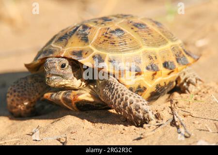 Russische Schildkröte (Testudo horsfieldii) auf dem Boden vor orangefarbenem Hintergrund in Kasachstan. Stockfoto