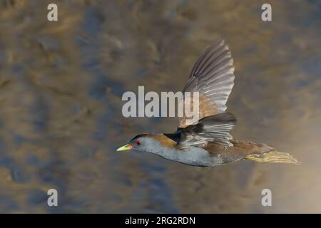 Adilt männlicher kleiner Crake (Porzana parva), Seitenansicht des Vogels im Flug gegen Wasser als Hintergrund Stockfoto