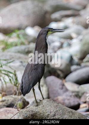 Fasciated Tiger Heron (Tigrisoma fasciatum salmoni) im Darien-Nationalpark, Panama. Stockfoto