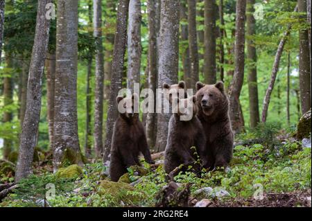 Eine weibliche europäische Braunbärin, Ursus arctos, und ihre drei Jungen. Notranjska, Slowenien Stockfoto