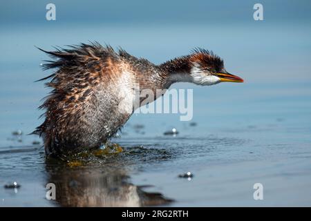 Der Titicaca Grebe (Rollandia microptera), auch bekannt als Titicaca Flightless Grebe, befindet sich auf dem Altoplano von Peru und Bolivien und ist die größte Population Stockfoto