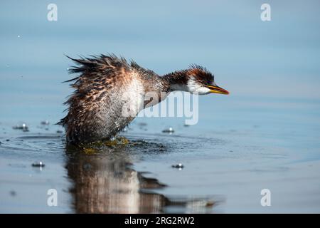 Der Titicaca Grebe (Rollandia microptera), auch bekannt als Titicaca Flightless Grebe, befindet sich auf dem Altoplano von Peru und Bolivien und ist die größte Population Stockfoto