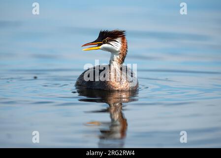 Der Titicaca Grebe (Rollandia microptera), auch bekannt als Titicaca Flightless Grebe, befindet sich auf dem Altoplano von Peru und Bolivien und ist die größte Population Stockfoto