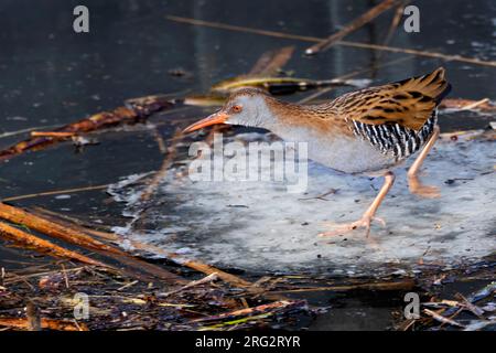 Eine Wasserbahn (Rallus aquaticus) fährt über das Eis und zeigt seinen erstaunlichen Zebradruck. Normalerweise bleiben diese Vögel im Schilf versteckt, aber währenddessen Stockfoto