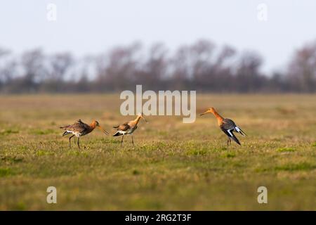 Schwarzschwanzgötter (Limosa limosa) kämpfen um den besten Platz, um hoffentlich ein paar junge Menschen großzuziehen. Obwohl es der niederländische Nationalvogel ist, Breedi Stockfoto