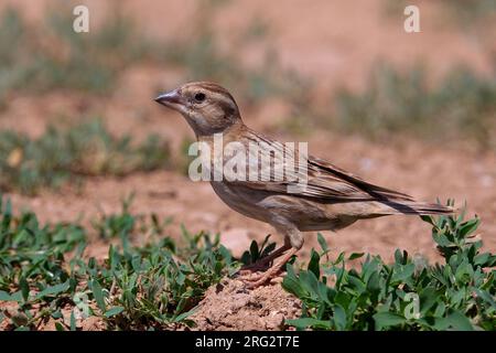 Rotsmus zittend Op de Grond; Rock Sparrow thront auf dem Boden Stockfoto