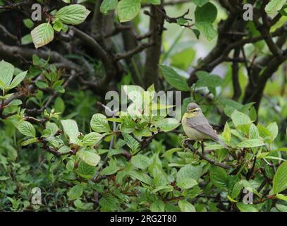 Tickell's Leaf Warbler (Phylloscopus affinis) im Liddar Valley, Kaschmir, Nordindien. Stockfoto