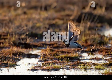 Garganey (Spatula querquedula), männlicher Erwachsener, der bei abendlicher Hintergrundbeleuchtung abhebt, Finnland Stockfoto