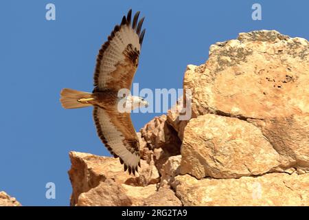 In Arendbuizerd vlucht; Long-legged Buzzard im Flug Stockfoto