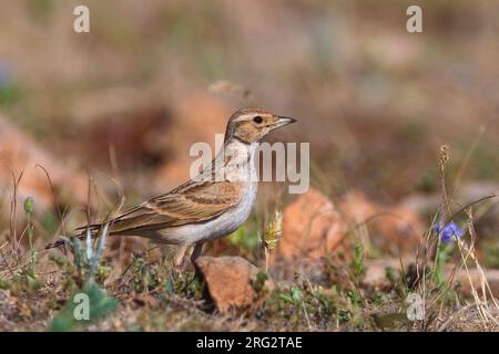 Kortteenleeuwerik zittend; Short-toed Lerche gehockt Stockfoto