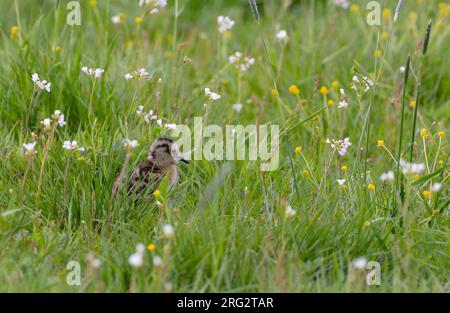 Eurasischer Curlew (Numenius arquata arquata), kleines Küken auf der Wiese in Vomb, Schweden Stockfoto