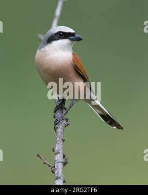 Erwachsener Rotrückenwürger (Lanius collurio) auf einem Zweig in Italien. Stockfoto