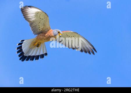 Der kleine Kestrel (Falco naumannis) in Italien. Männlicher Erwachsener im Flug mit blauem Himmel als Hintergrund. Stockfoto