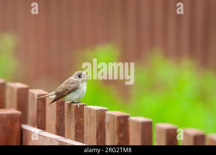 Ausgewachsener asiatischer Brauner Fliegenfänger (Muscicapa dauurica) während der Frühjahrsmigration auf Happy Island, China. Stockfoto