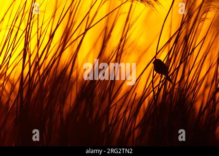 Baardmannetje; Beard Reedling; Stockfoto