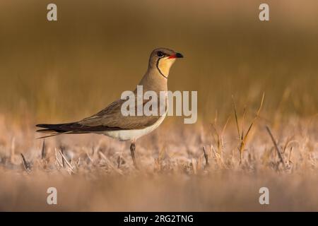 Adult Collared Pratincole, Glareola pratincola, Italien. Stockfoto