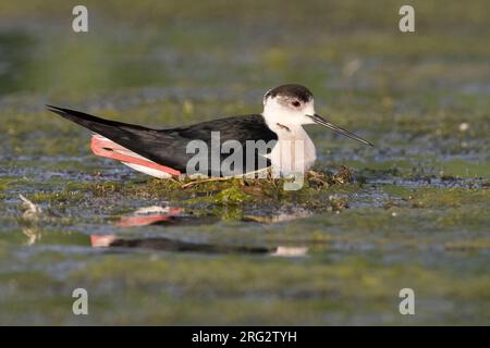Black-winged Stilt (Himantopus himantopus), Seitenansicht eines Erwachsenen, der auf dem Nest sitzt, Italien Stockfoto
