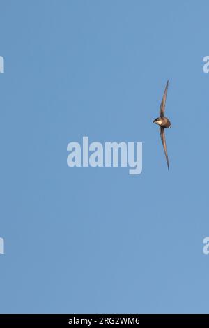 White-throated Needletail - stachelschwanzsegler - Hirundapus caudacutus, Russland, Erwachsene Stockfoto