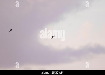 White-throated Needletail - stachelschwanzsegler - Hirundapus caudacutus, Russland, Erwachsene Stockfoto