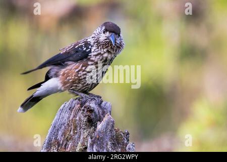 Nussknacker - Tannenhäher, Nucifraga caryocatactes caryocatactes ssp., Russland (Ural), Erwachsene Stockfoto