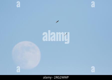 White-throated Needletail - stachelschwanzsegler - Hirundapus caudacutus, Russland, Erwachsene Stockfoto