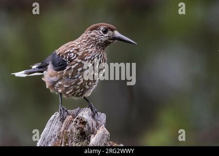 Nussknacker - Tannenhäher, Nucifraga caryocatactes caryocatactes ssp., Russland (Ural), Erwachsene Stockfoto