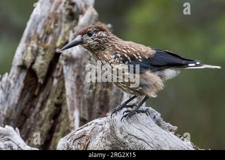 Nussknacker - Tannenhäher, Nucifraga caryocatactes caryocatactes ssp., Russland (Ural), Erwachsene Stockfoto