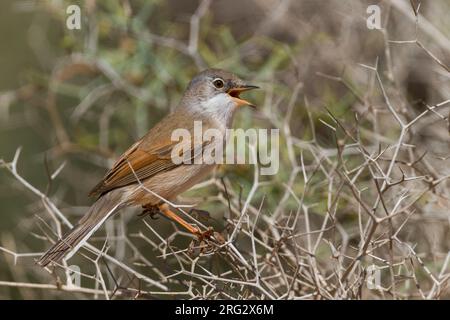 Spectacled Warbler - Brillengrasmücke - Sylvia conspicillata ssp. conspicillata, Marokko, 2. cy Männlich Stockfoto