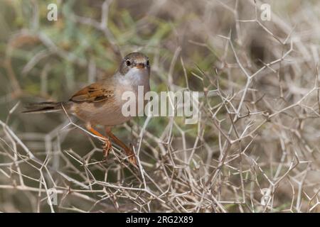 Spectacled Warbler - Brillengrasmücke - Sylvia conspicillata ssp. conspicillata, Marokko, 2. cy Männlich Stockfoto