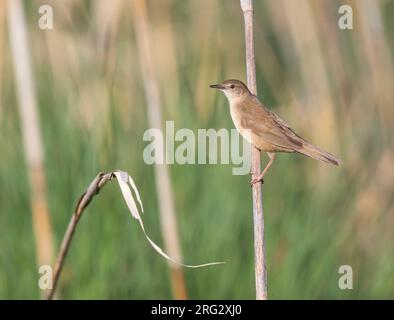 Savis Warbler - - Locustella luscinoides Rohrschwirl, Deutschland Stockfoto