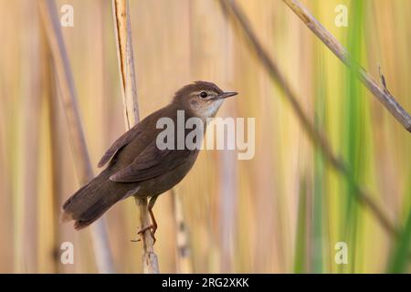 Savis Warbler - - Locustella luscinoides Rohrschwirl, Deutschland Stockfoto