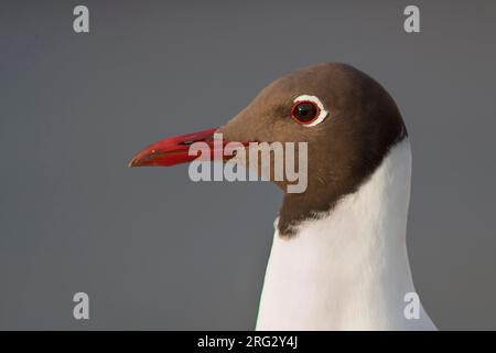 Lachmöwe Lachmöwe, Larus ridibundus-, Deutschland-, Erwachsenen-, Zucht Stockfoto