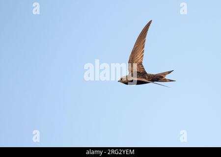 Common Swift, Mauersegler, Apus apus ssp. apus, Deutschland Stockfoto